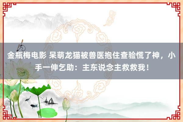 金瓶梅电影 呆萌龙猫被兽医抱住查验慌了神，小手一伸乞助：主东说念主救救我！